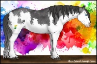 Horse Color:Black Splash Rabicano