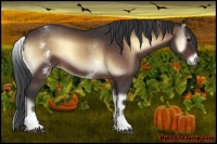Horse Color:White Spotted Bay Onyx 