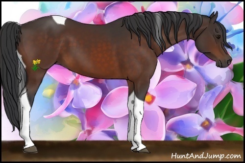 Horse Color:Bay Tobiano 