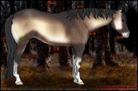 Horse Color:Bay Onyx 