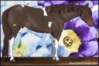 Horse Color:Liver Chestnut Tobiano