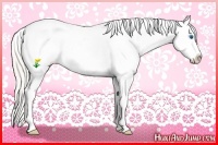 Horse Color:White Spotted Silver Black Splash Appaloosa 