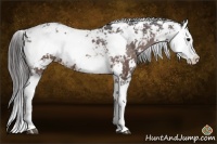 Horse Color:Brown Sabino Splash Varnish 
