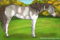 Horse Color:Liver Chestnut Splash 