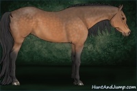 Horse Color:Buckskin 