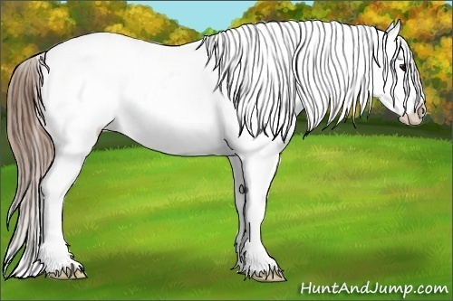 Horse Color:White Spotted Buckskin Varnish 