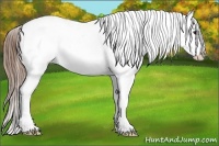 Horse Color:White Spotted Buckskin Varnish 