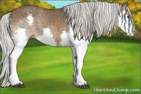 Horse Color:Silver Bay Splash 