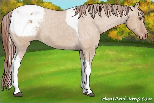 Horse Color:Bay Dun Tobiano Snowcap 