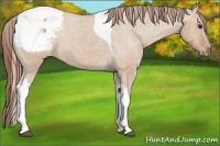 Horse Color:Bay Dun Tobiano Snowcap 