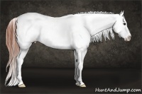Horse Color:Bay Frame Appaloosa Rabicano