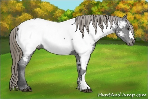 Horse Color:Smoky Black Mushroom Snowcap