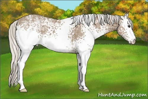 Horse Color:White Spotted Silver Buckskin Ice 