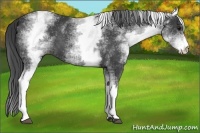 Horse Color:White Spotted Black 