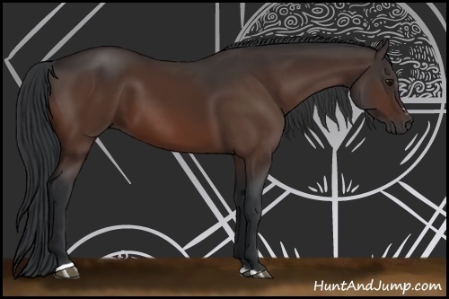 Horse Color:Bay Sabino