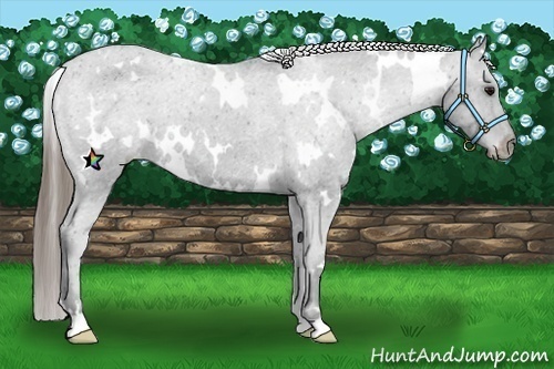 Horse Color:White Spotted Smoky Black Appaloosa