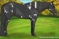 Horse Color:White Spotted Smoky Black