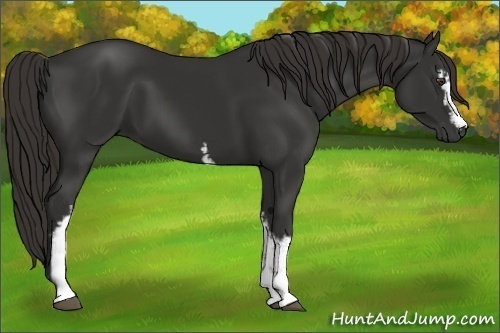 Horse Color:White Spotted Liver Chestnut 