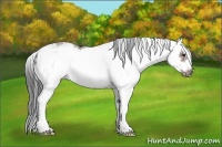 Horse Color:Bay Sabino Frame
