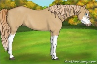 Horse Color:Red Dun Roan Splash Frame Rabicano
