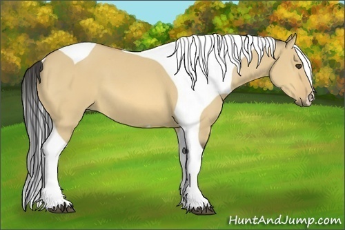 Horse Color:Buckskin Dun Tobiano