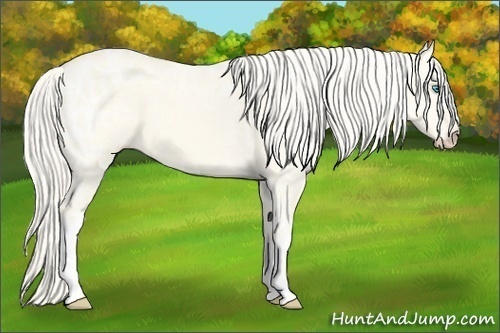 Horse Color:Cremello Ice Dun 