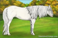 Horse Color:Cremello Ice Dun 