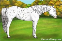 Horse Color:Black Appaloosa  and Black Appaloosa 