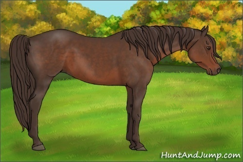 Horse Color:Liver Chestnut 