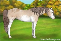 Horse Color:White Spotted Amber Champagne Splash Appaloosa 