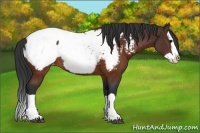 Horse Color:Brown Splash Near Fewspot