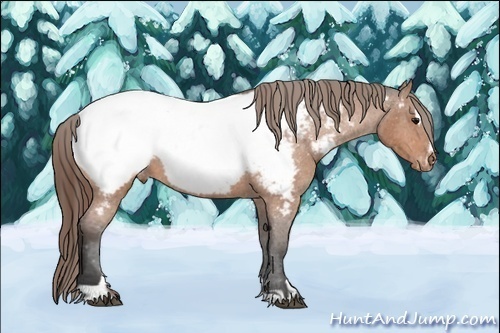 Horse Color:Buckskin Roan Sabino Appaloosa