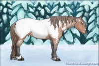 Horse Color:Buckskin Roan Sabino Appaloosa