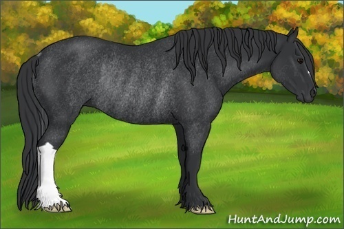 Horse Color:Black Rabicano 
