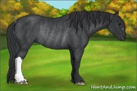 Horse Color:Black Rabicano 