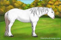 Horse Color:White Spotted Chestnut Appaloosa