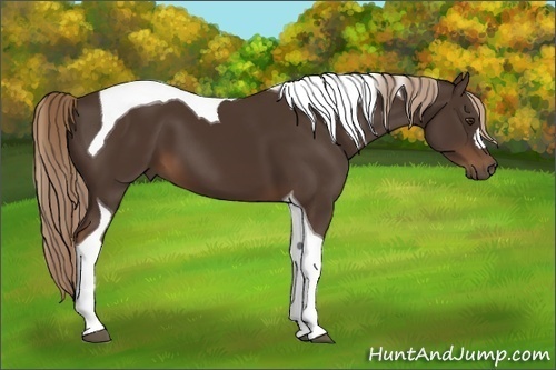 Horse Color:Liver Chestnut Tobiano 