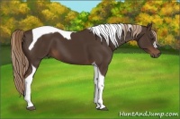Horse Color:Liver Chestnut Tobiano