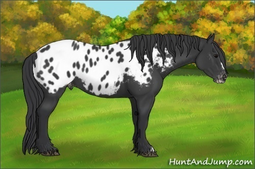 Horse Color:Black Frame Near Leopard 