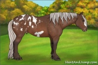 Horse Color:Silver Bay Frame Appaloosa 
