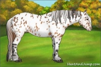 Horse Color:Buckskin Appaloosa  Brindle