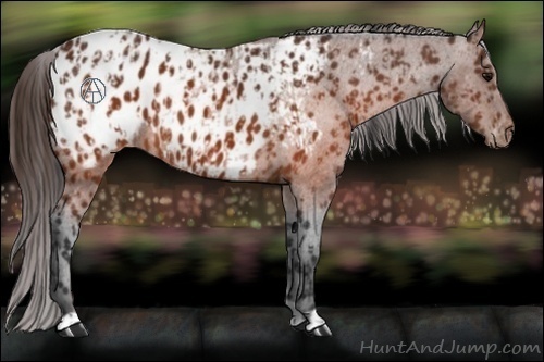 Horse Color:Brown Appaloosa  and Brown Appaloosa 