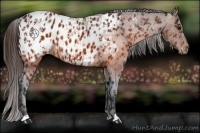 Horse Color:Brown Appaloosa  and Brown Appaloosa 