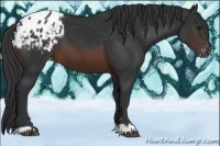 Horse Color:Brown Appaloosa 