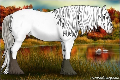 Horse Color:Liver Chestnut Appaloosa 