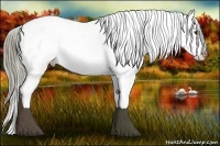 Horse Color:Liver Chestnut Appaloosa 