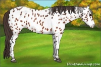 Horse Color:Brown Appaloosa  Brindle