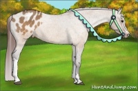 Horse Color:Brown Dun Appaloosa  Brindle