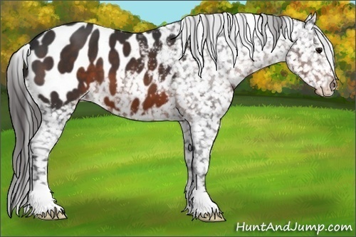 Horse Color:Brown Appaloosa