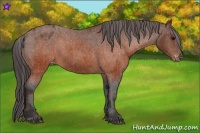 Horse Color:Brown Appaloosa Brindle